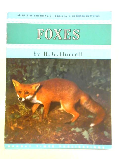 Foxes - Animals of Britain No. 9 By H. G. Hurrell