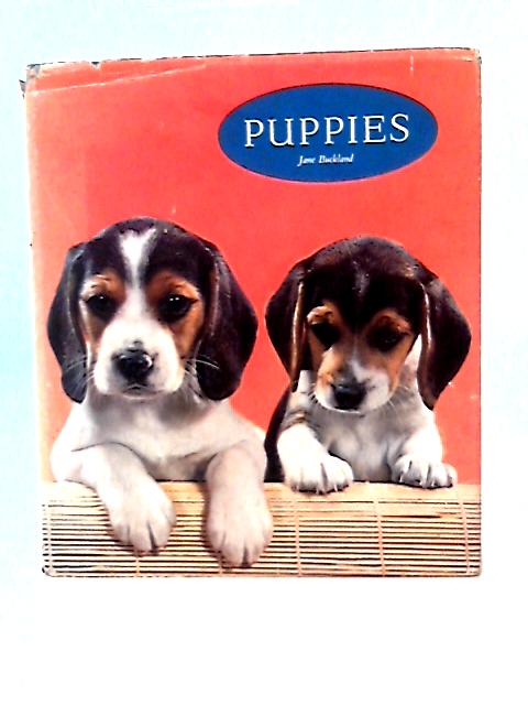 Puppies in Colour By Jane Buckland