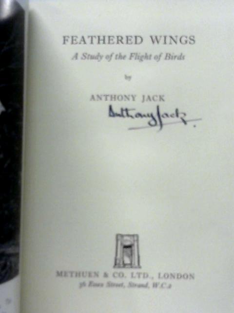 Feathered Wings By Anthony Jack