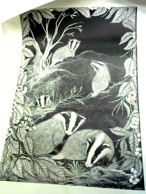 Engraving of Five Badgers By Marjorie Chadwick Harris