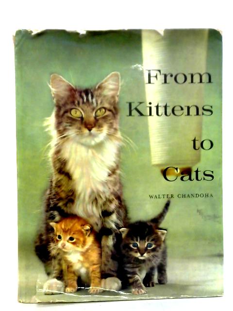 From Kittens to Cats By Walter Chandoha