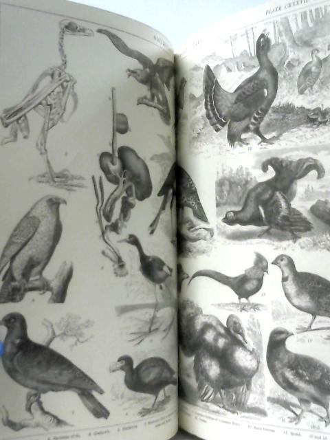 Vintage 1881 Plate Collection Printed by Blackie & Son, of Ships, Animals etc. By Anon