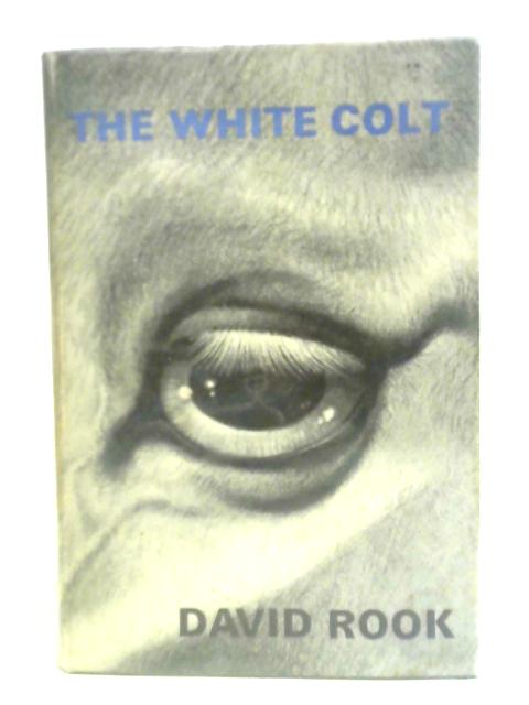White Colt By David Rook