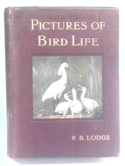 Pictures Of Bird Life On Woodland, Meadow, Mountain And Marsh. By R.B. Lodge