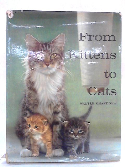 From Kittens To Cats By Walter Chandoha